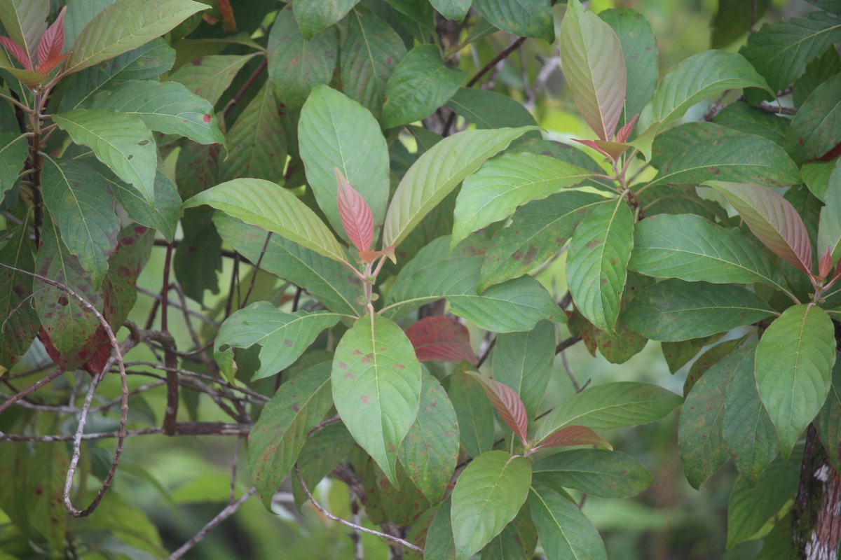 Wendlandia bicuspidata Wight & Arn.